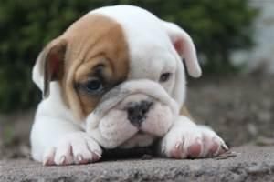 Stunning AKc Reg Bulldog Puppies