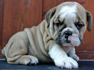 Adorable English Bulldog Puppies