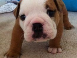 english bulldog puppy available