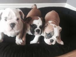 english bulldog puppies