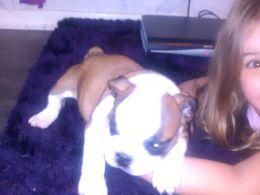 english bulldog puppy for lovely homes