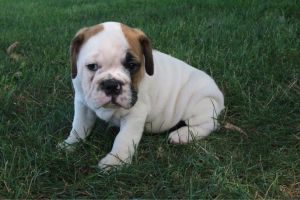 Muscles Pugabull ***