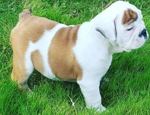 English Bulldog puppies