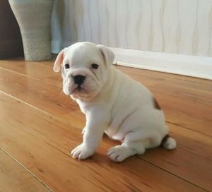 baby English bulldog