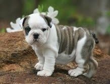 Adorable English Bulldog Puppies