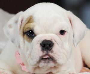 Stocky English Bulldogs!!! We Ship Nationwide!!!