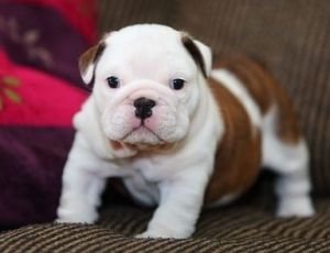 Gorgeous Akc Bulldog Ready Now!