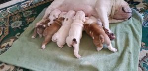 English Bulldog Puppies Available. >
