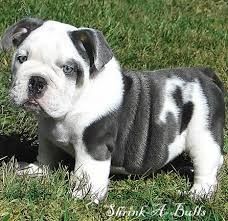 English Bulldog Puppies Akc Registered