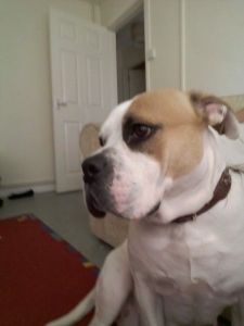 CUTE English Bulldog Puppy