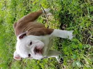 Male and female english bull dog