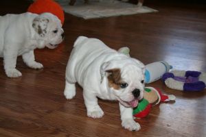 Healthy Quality English Bulldog Pups