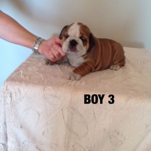 Ready Now !!!!champion English Bulldog Pups