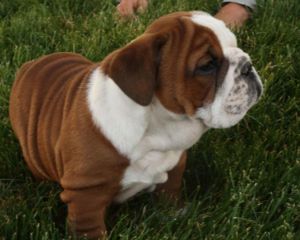 Akc Registered Bulldog Puppies - Please Contact