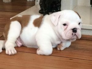 Akc English Bulldog Puppies