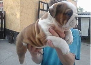 Cute English Bulldog Puppies Ready For Sale ***