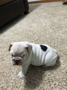 REspond to Male ENGLISH Bulldog Puppy 12 WKS Old ***