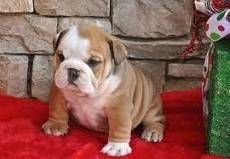 Adorable baby English Bulldogs for rehoming***