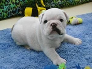Akc registered English Bulldog puppies***
