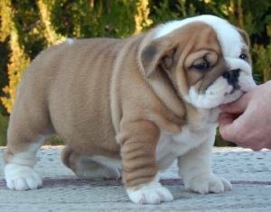 Akc registered English Bulldog puppies***