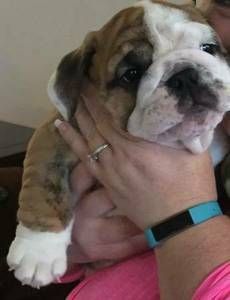 Akc registered English Bulldog puppies***