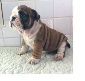 11wks Female-Male Englishh Bull Dogs needs happy family to run with