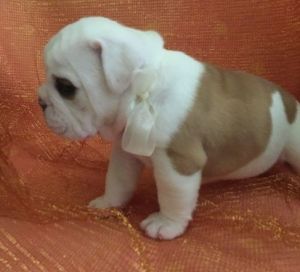 CH Cherokee Legends, CH Millcoats, CH Little Ponds, CH Legacy and CH