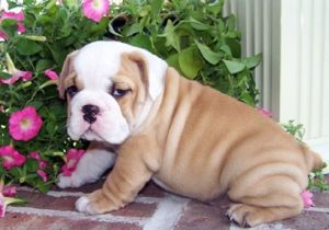 Pedigree 11 Weeks English Bullies Available