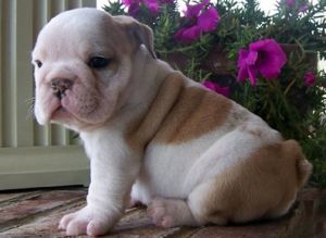 Shaky Top Bulldog Puppies available