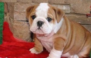 AKC English Bulldog pups available***