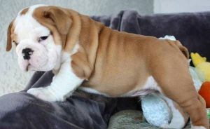 angelic English Bulldog puppies - trained puppies***