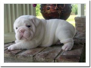 Cutelovely English Bulldog Puppies awaiting new homes text at ***