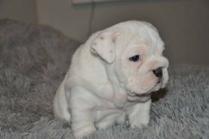 Cutelovely English Bulldog Puppies awaiting new homes text at***