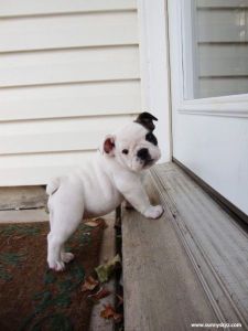 Eng Bulldog puppies ready for you!!!