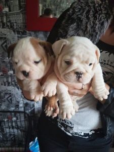 Champion English Bulldog Puppy's