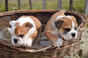 A.K.C REGISTERED ENGLISH BULLDOGS