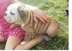 !!!Wonderful English Bulldog Puppies Now Available ***