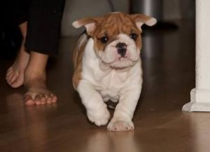 Male and Female English Bull Dogs,