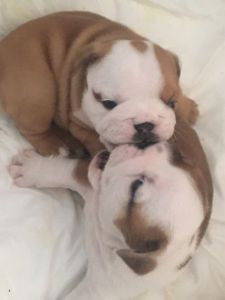 last Bulldog Pup Available For Forever Home