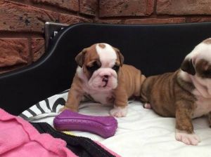 Male and Female English Bulldog puppies