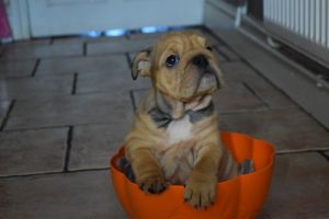 100% Beautiful English Bulldog Puppies
