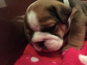 Kc Reg Bulldog Puppies,