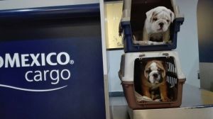 AKC english bulldog puppies