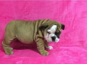 ENGLISH BULLDOG MALE (YOYO)