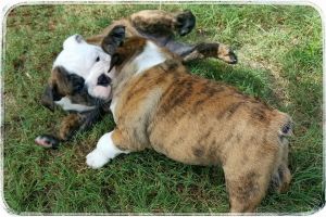 English Bulldog Puppies