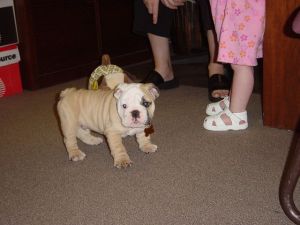 Adorable English Bulldog Puppy
