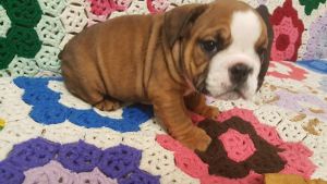 english Bulldog Pups