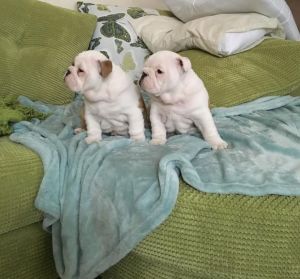 English Bulldog Puppies(***) ***-***3