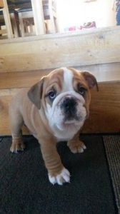 Bulldog Puppies For Sale