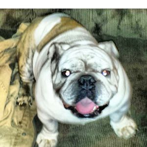 AKC english bulldogs